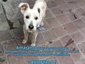 AMARANTO