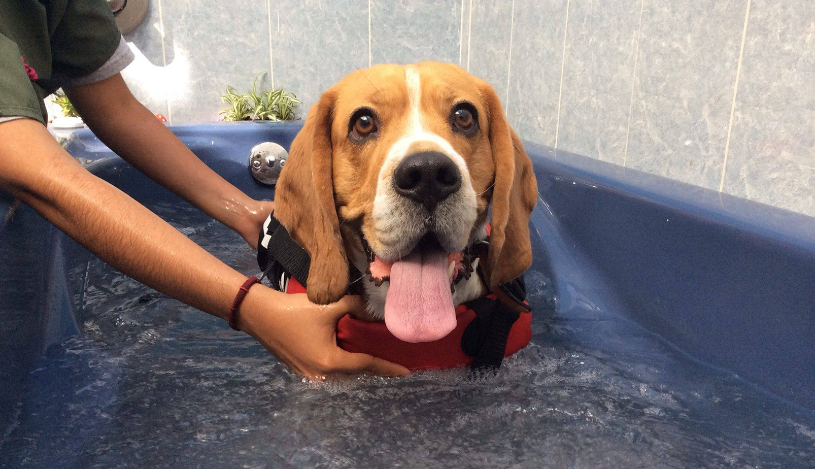 Hidroterapia para perros